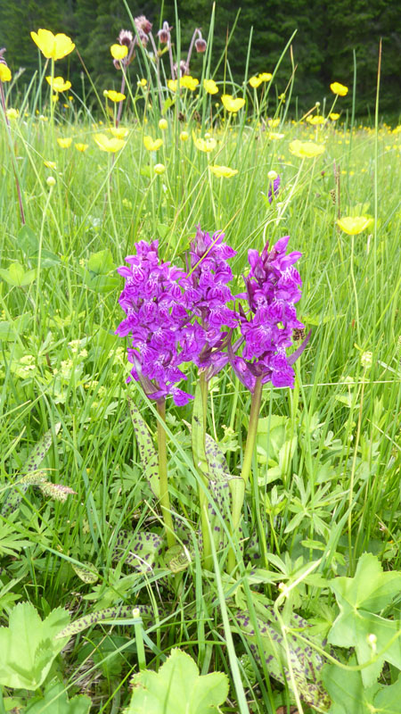 quale Dachtylorhiza ?......Passo Staulanza